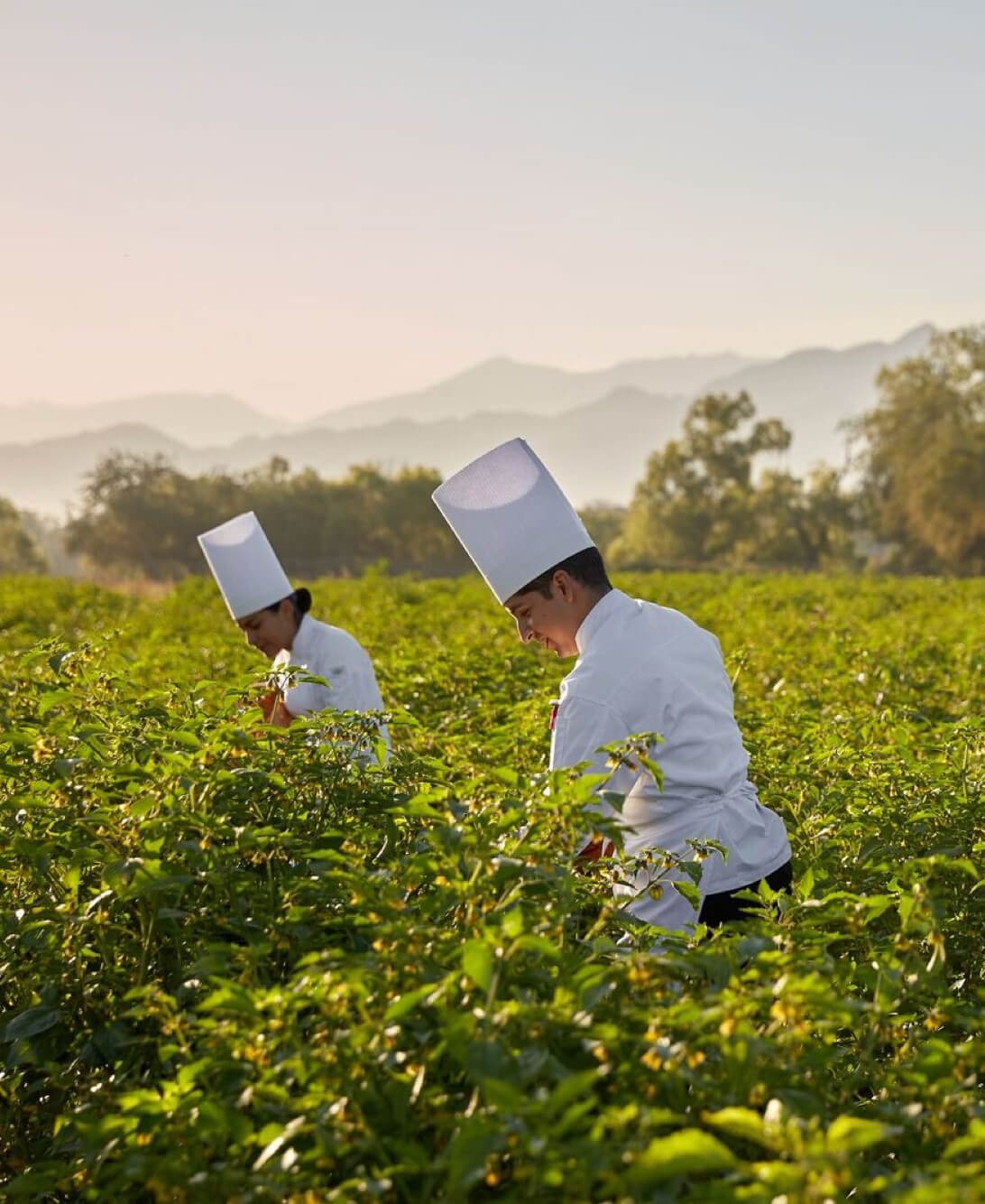 Sustainability Practices - Grupo Vidanta Environmental Commitment